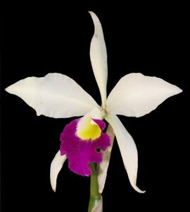 Brassocattleya tuberculata-Stephen Oliver Fouraker