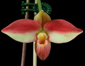 Phragmipedium Serge Harvey