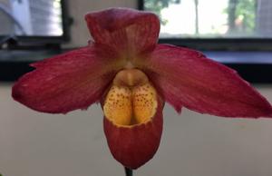 Phragmipedium Sunset Glow