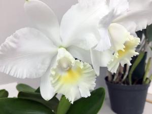 Cattleya Marjorie Hausermann