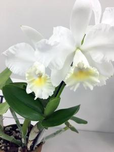 Cattleya Marjorie Hausermann