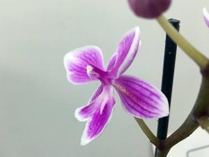 Phalaenopsis Millie's Little Feat