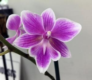 Phalaenopsis Millie's Little Feat