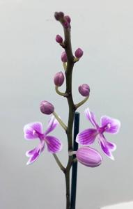 Phalaenopsis Millie's Little Feat