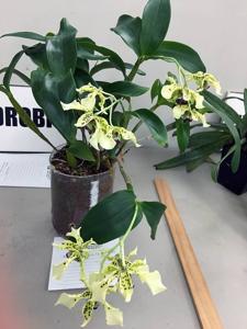 Dendrobium SOOS Celebrates 50