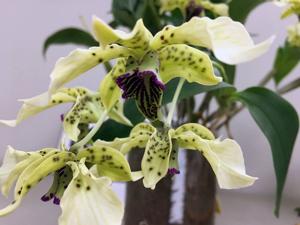 Dendrobium SOOS Celebrates 50