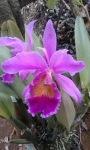 Cattleya Lord Rothschild