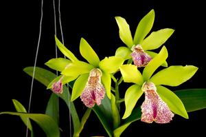 Rhynchobrassoleya Suwan Green