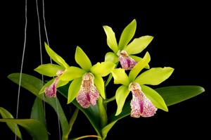 Rhynchobrassoleya Suwan Green