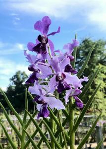 Papilionanda Mandai Poppet