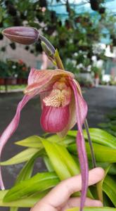 Phragmipedium Schroderae