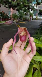 Phragmipedium Schroderae