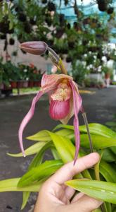 Phragmipedium Schroderae