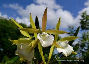 Brassocatanthe Fong Cing