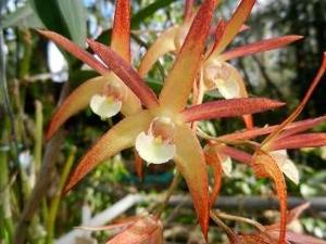 Dendrobium Sheena