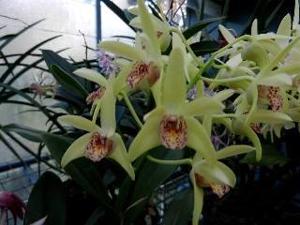 Dendrobium Claro Stars