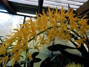 Dendrobium Golden Moon