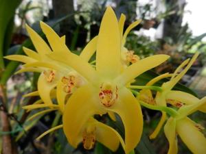 Dendrobium Sunglow