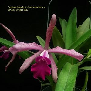 Cattleya Elegans (1879)