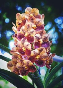 Vanda Buddy Choo