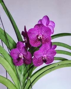 Vanda Yeo Geck Bee