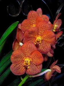 Vanda Betty May Steel