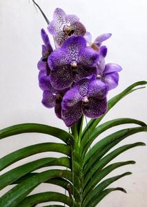 Vanda Teacher's Fantastic