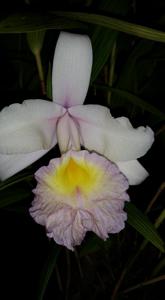 Sobralia Mirabilis