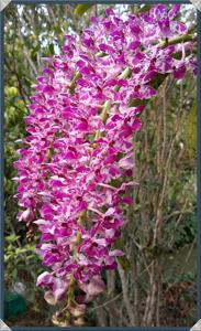 Rhynchostylis Chorchalood