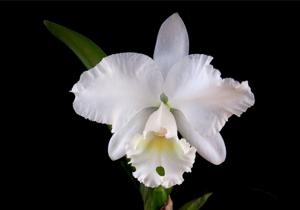 Cattleya Snow White