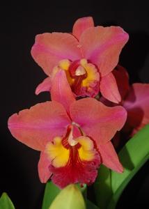 Rhyncholaeliocattleya Oconee-Frank Gilmore