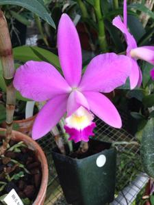 Cattleya Brian Carwile