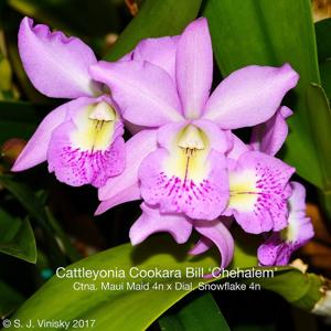 Brassocatanthe Little Mermaid