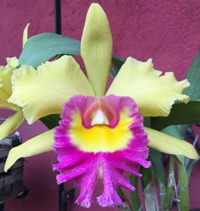 Rhyncholaeliocattleya Young Kong