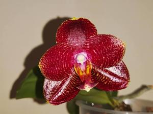 Phalaenopsis Mituo Sun