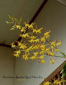 Dendrobium Rosalind Quek Choon Lin