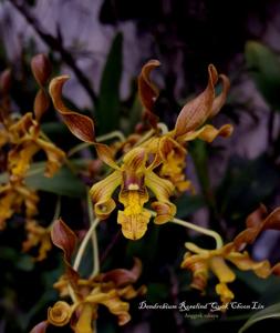 Dendrobium Rosalind Quek Choon Lin