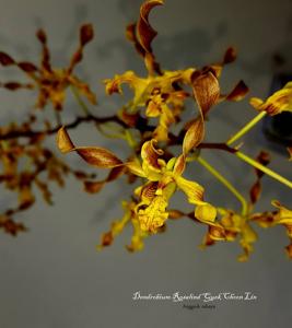 Dendrobium Rosalind Quek Choon Lin