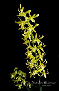 Dendrobium Goldenrod