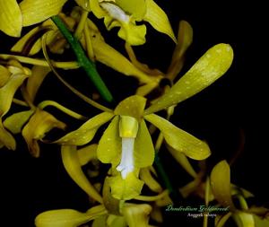 Dendrobium Goldenrod