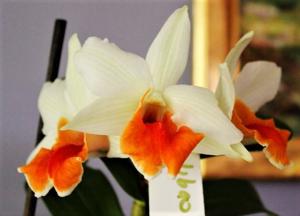 Dendrobium Roongkamol Vejvarut