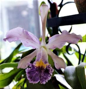 Cattleya whitei