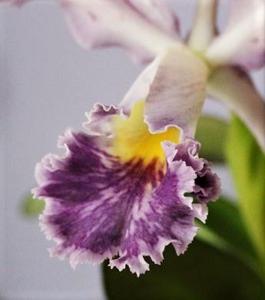 Cattleya whitei