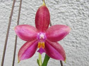 Phalaenopsis Lee Koi Choon