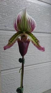 Paphiopedilum Emerald