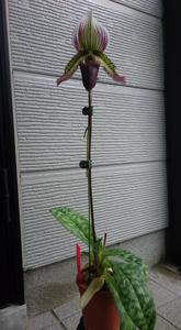 Paphiopedilum Emerald