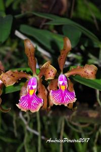 Cattleya frankeana