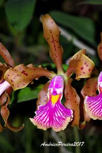 Cattleya frankeana