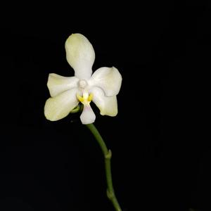 Phalaenopsis TH Pearl