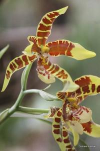 Rossioglossum Rawdon Jester